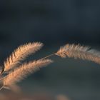 Golden Foxtails