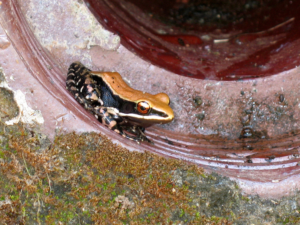 Golden Frog