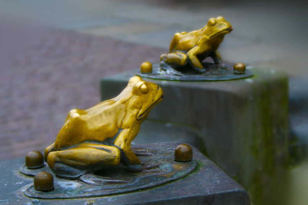 golden frogs