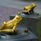 golden frogs