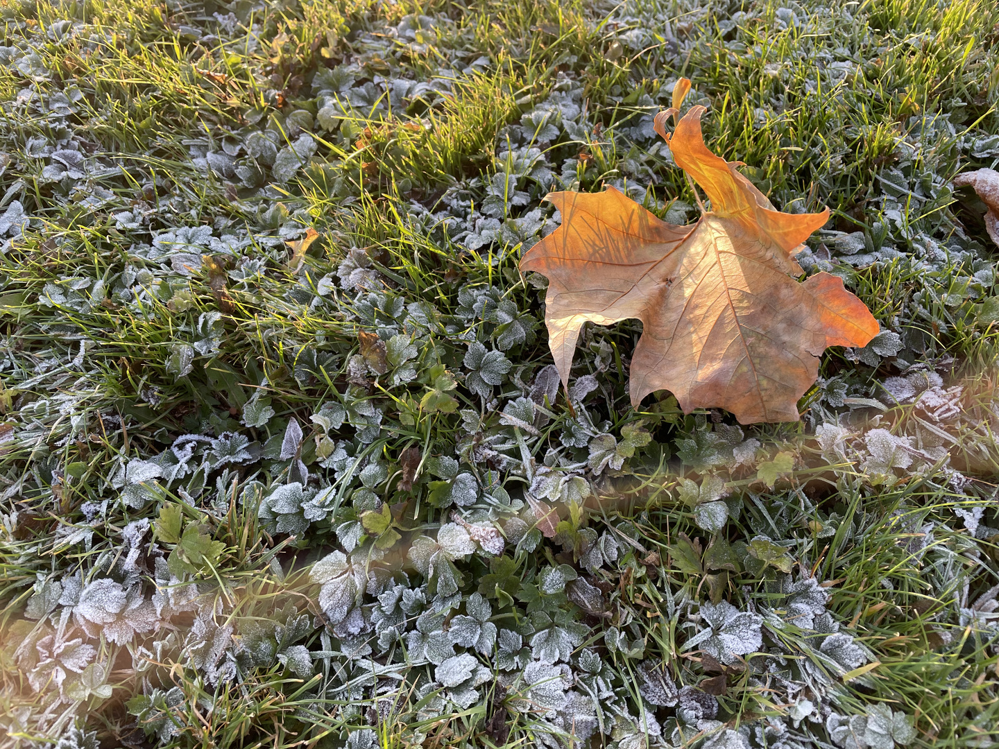 Golden Frost