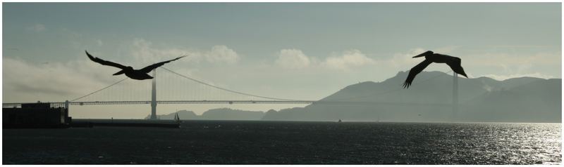 golden gate 2