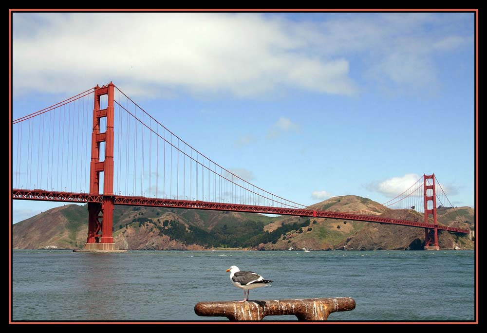 Golden Gate Bridge mit Möwe