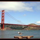 Golden Gate Bridge mit Möwe