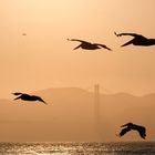 Golden Gate Brigde mal anders