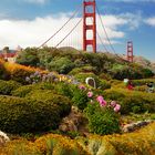 Golden Gate Flowers