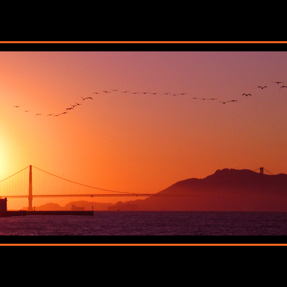 Golden Gate mit Pelikanen