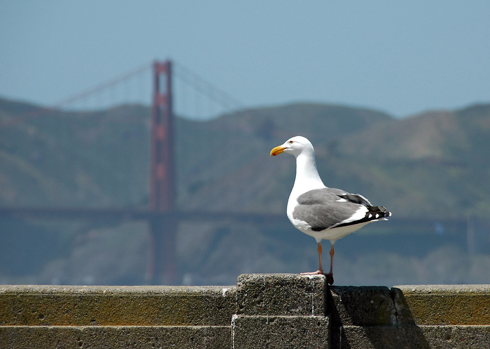 Golden Gate Möwe