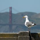 Golden Gate Möwe