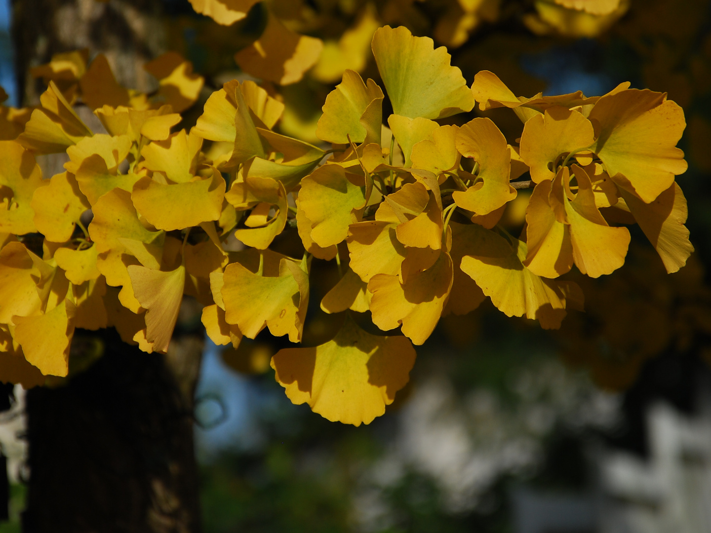 Golden Ginko