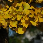 Golden Ginko