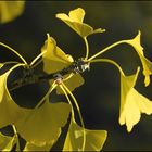 Golden Ginko