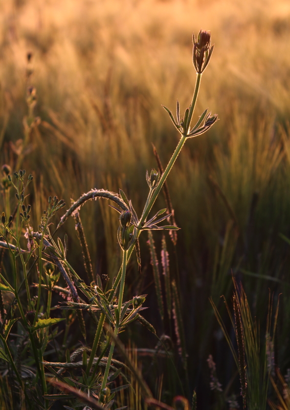 Golden Glow