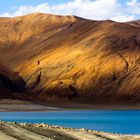 Golden glow at Pangong Tso