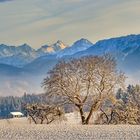 Golden Glow over Winter's Slumber