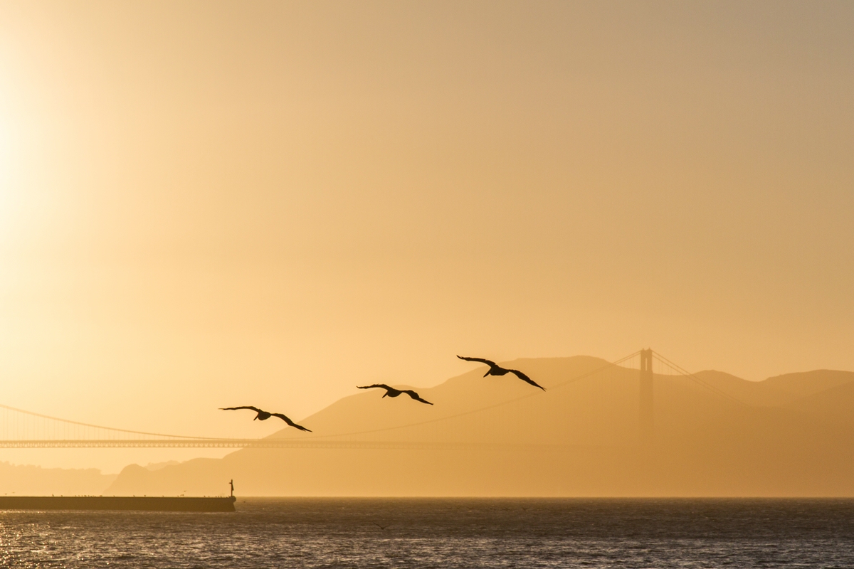 Golden Golden Gate