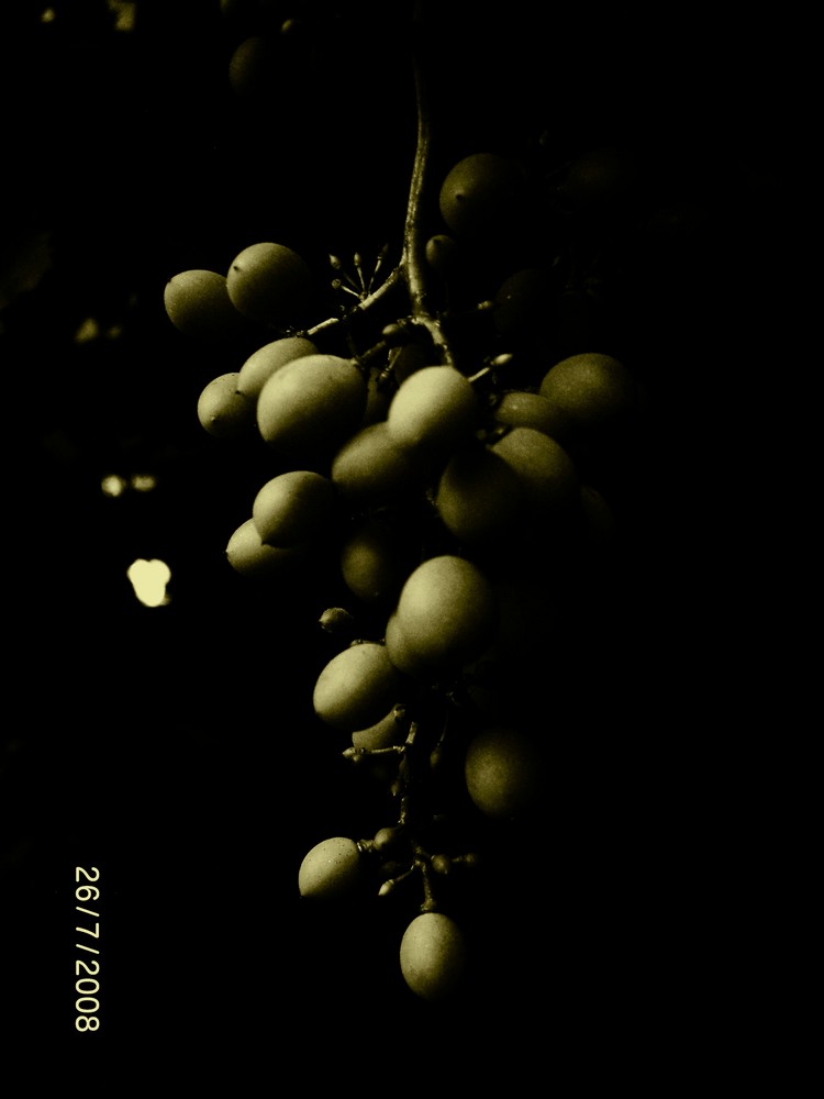 Golden grapes