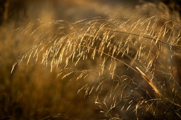 Golden grass