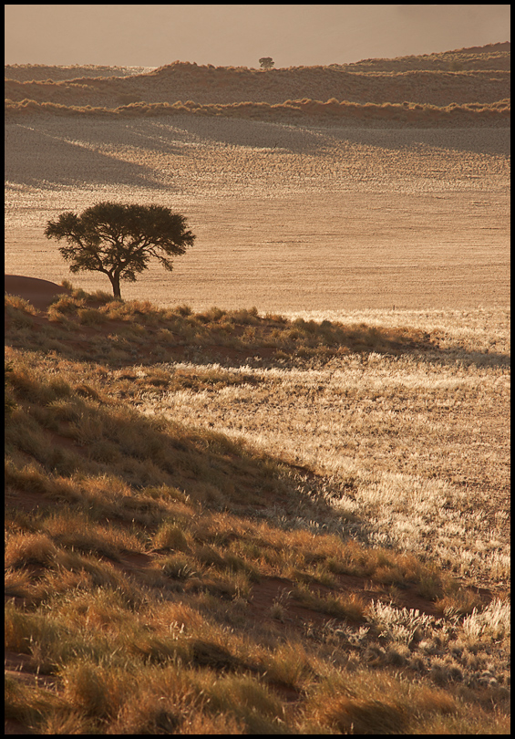 golden grass