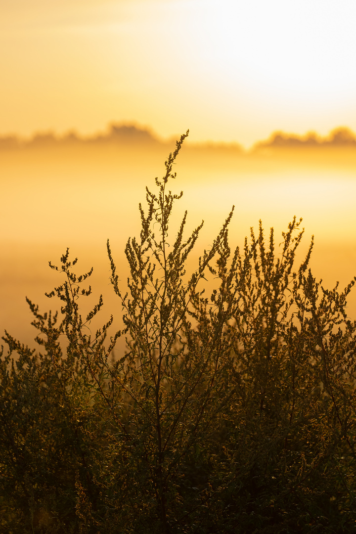 Golden Grass