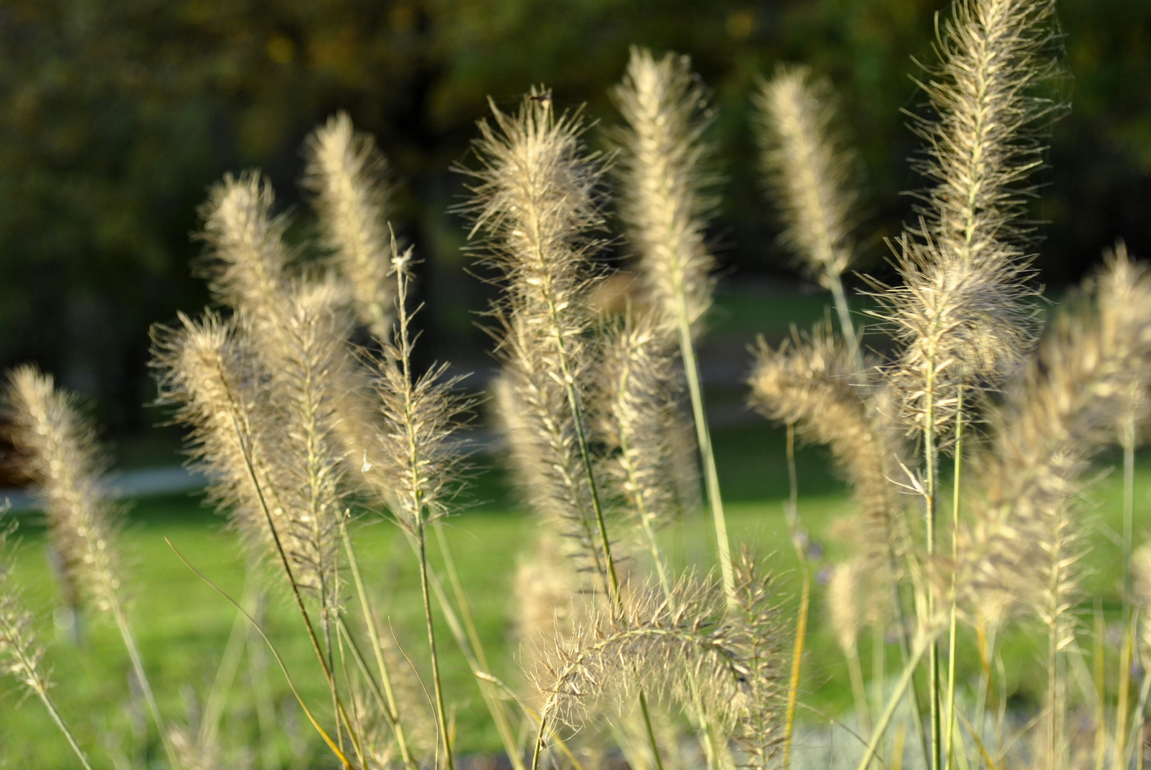 golden growings