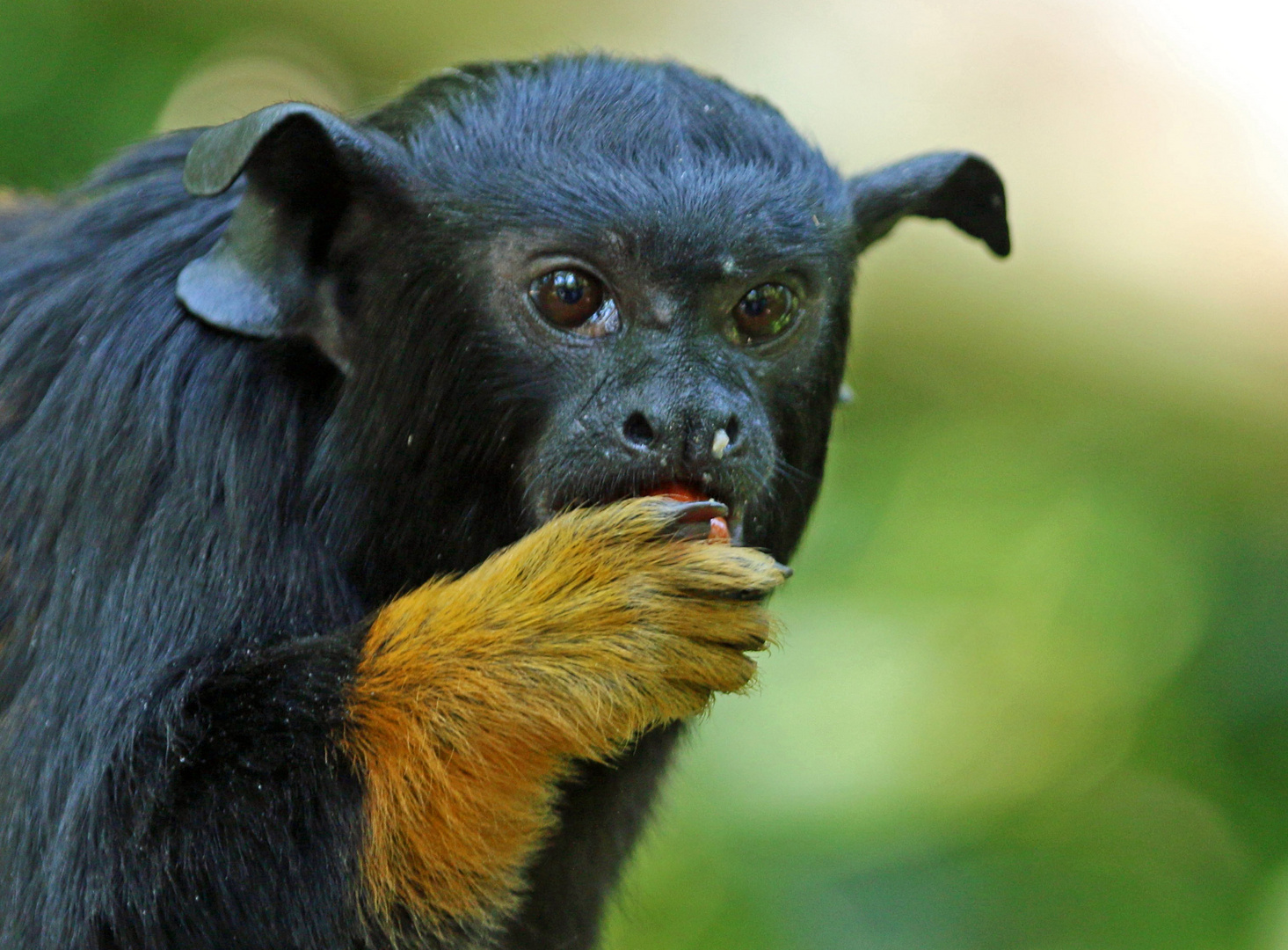 Golden-Handed Tamarin