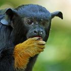 Golden-Handed Tamarin