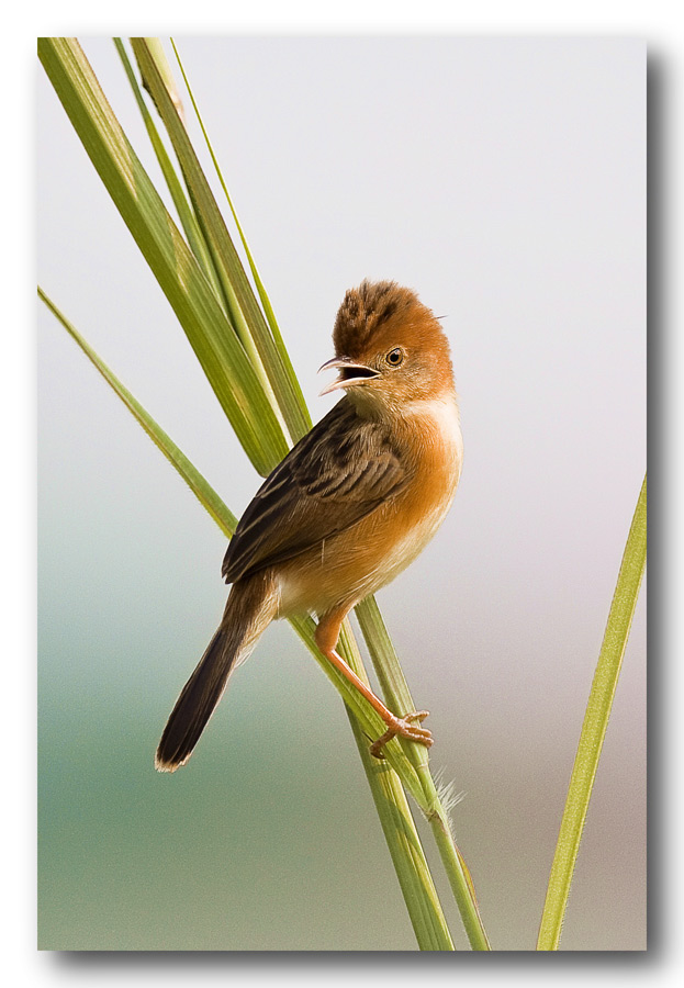 Golden headed Cisticola