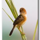 Golden headed Cisticola