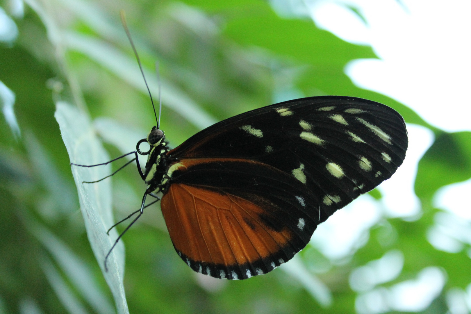 Golden Helicon(Heliconius hecale) Butterfly