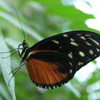 Golden Helicon(Heliconius hecale) Butterfly