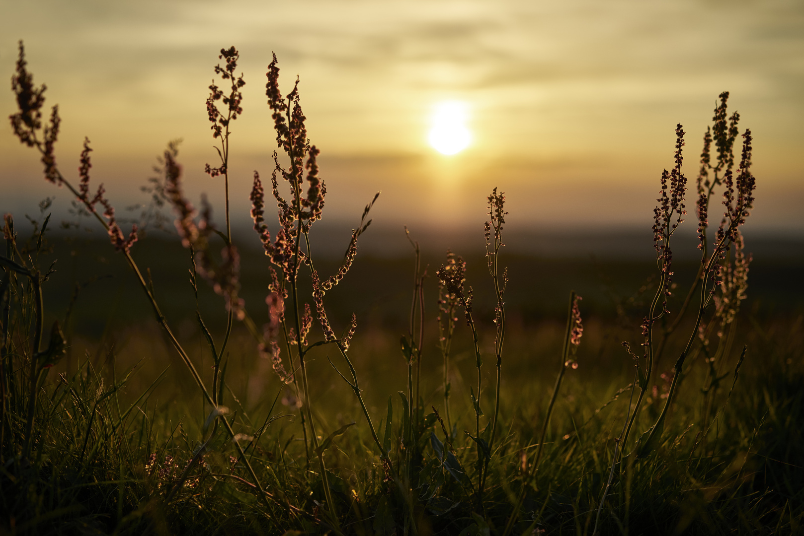 Golden Herbage