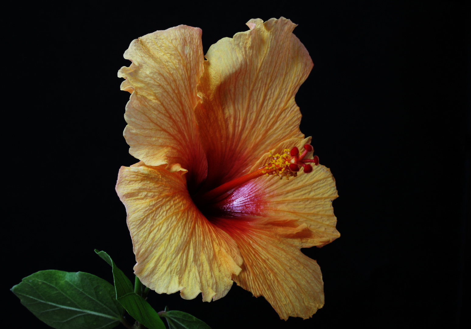 Golden Hibiscus