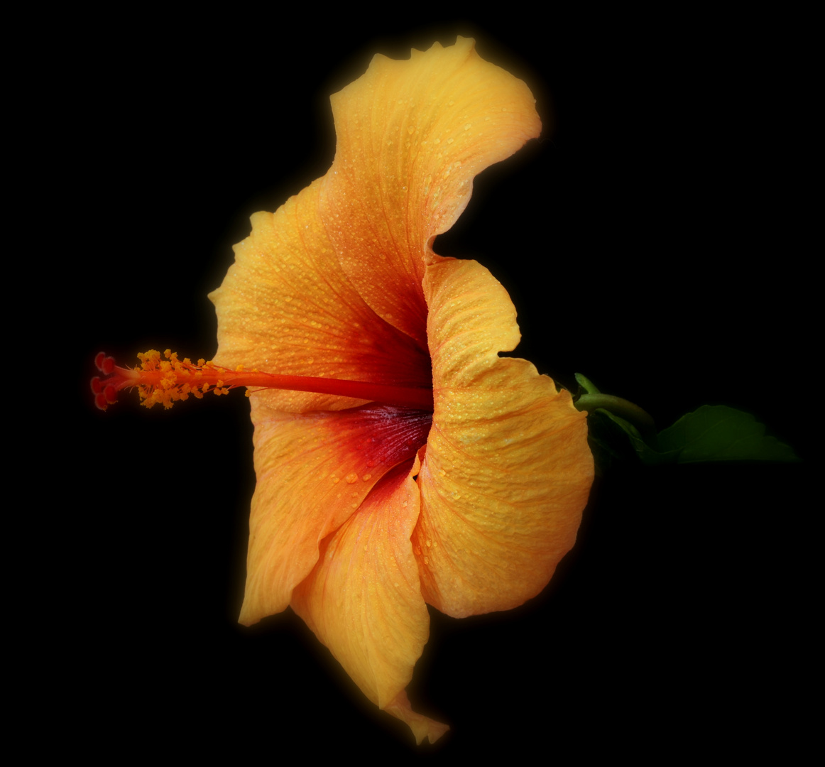 Golden Hibiscus flower