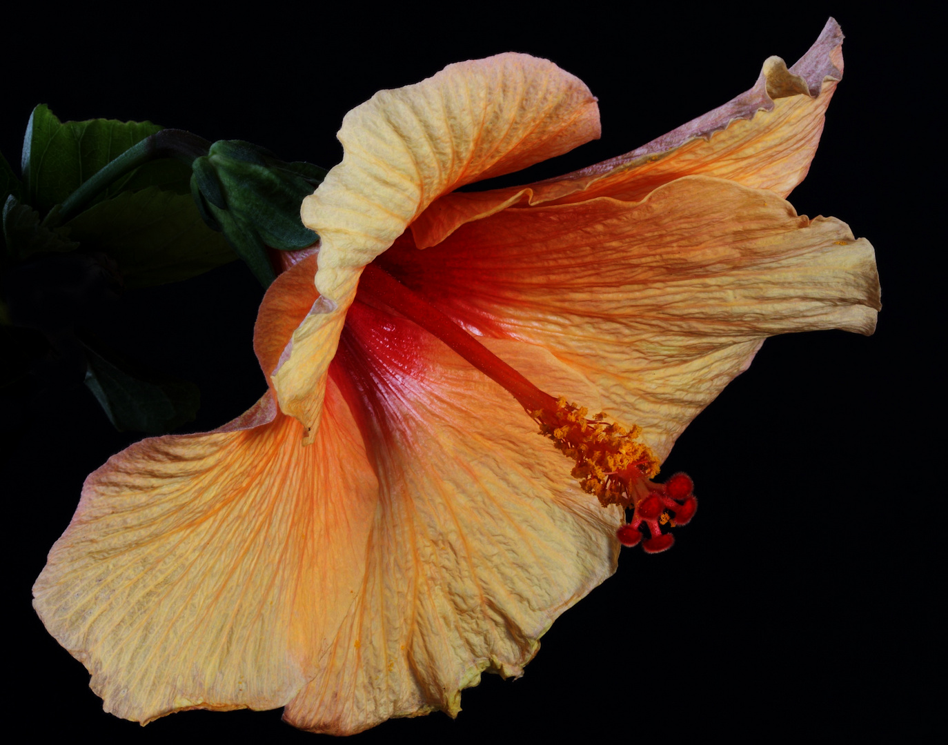 Golden Hibiscus flower