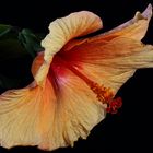 Golden Hibiscus flower