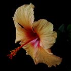 Golden Hibiscus flower