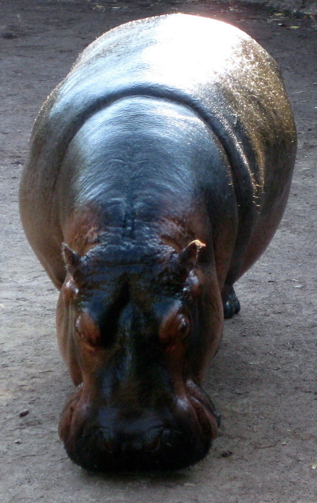 Golden Hippo