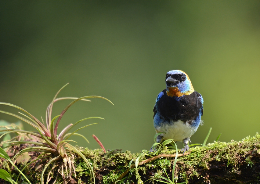 Golden-hooded Tanager