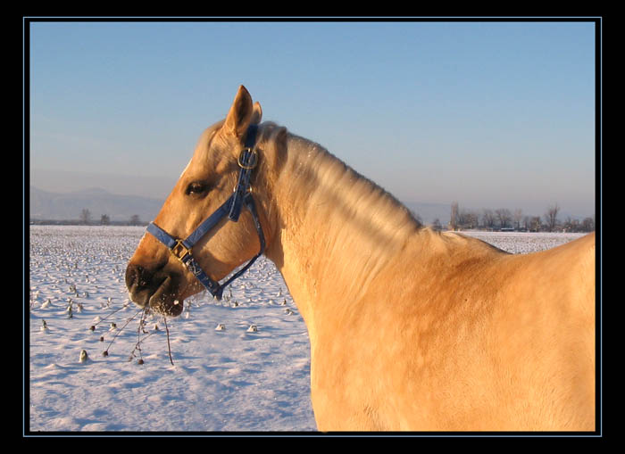 **golden horse**