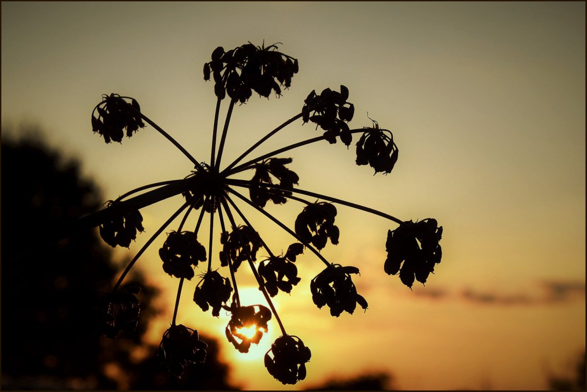 ... Golden hour and silhouettes ...