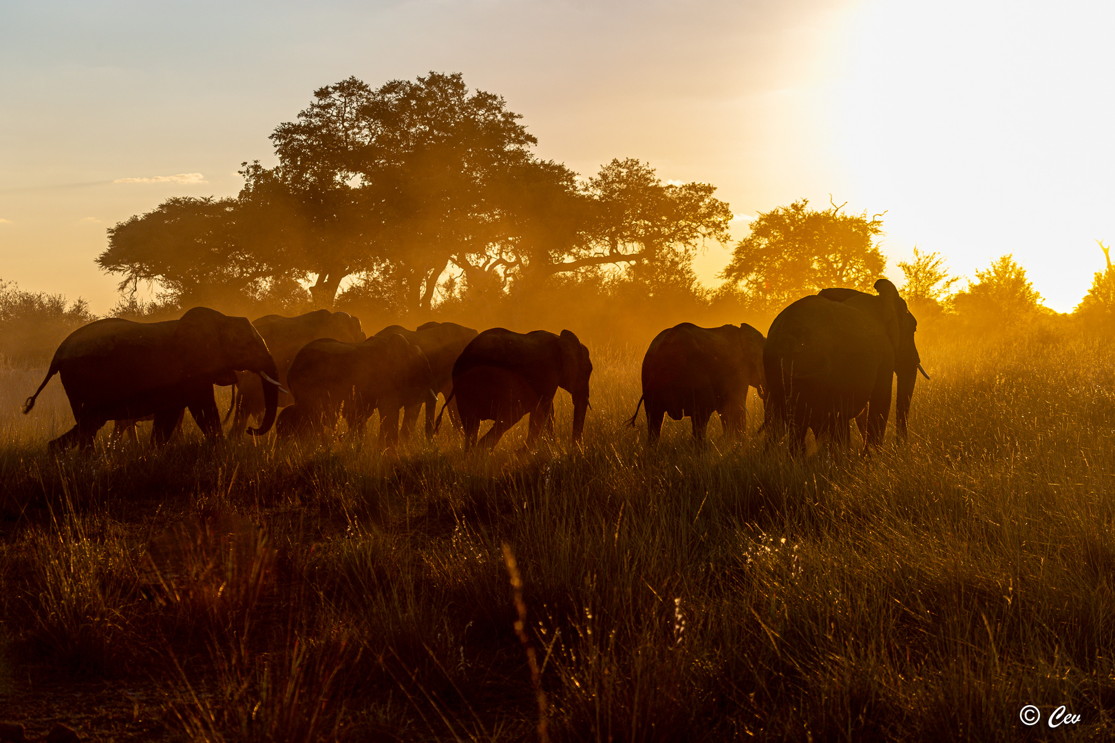 Golden Hour - Bwabwata NP