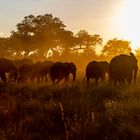 Golden Hour - Bwabwata NP