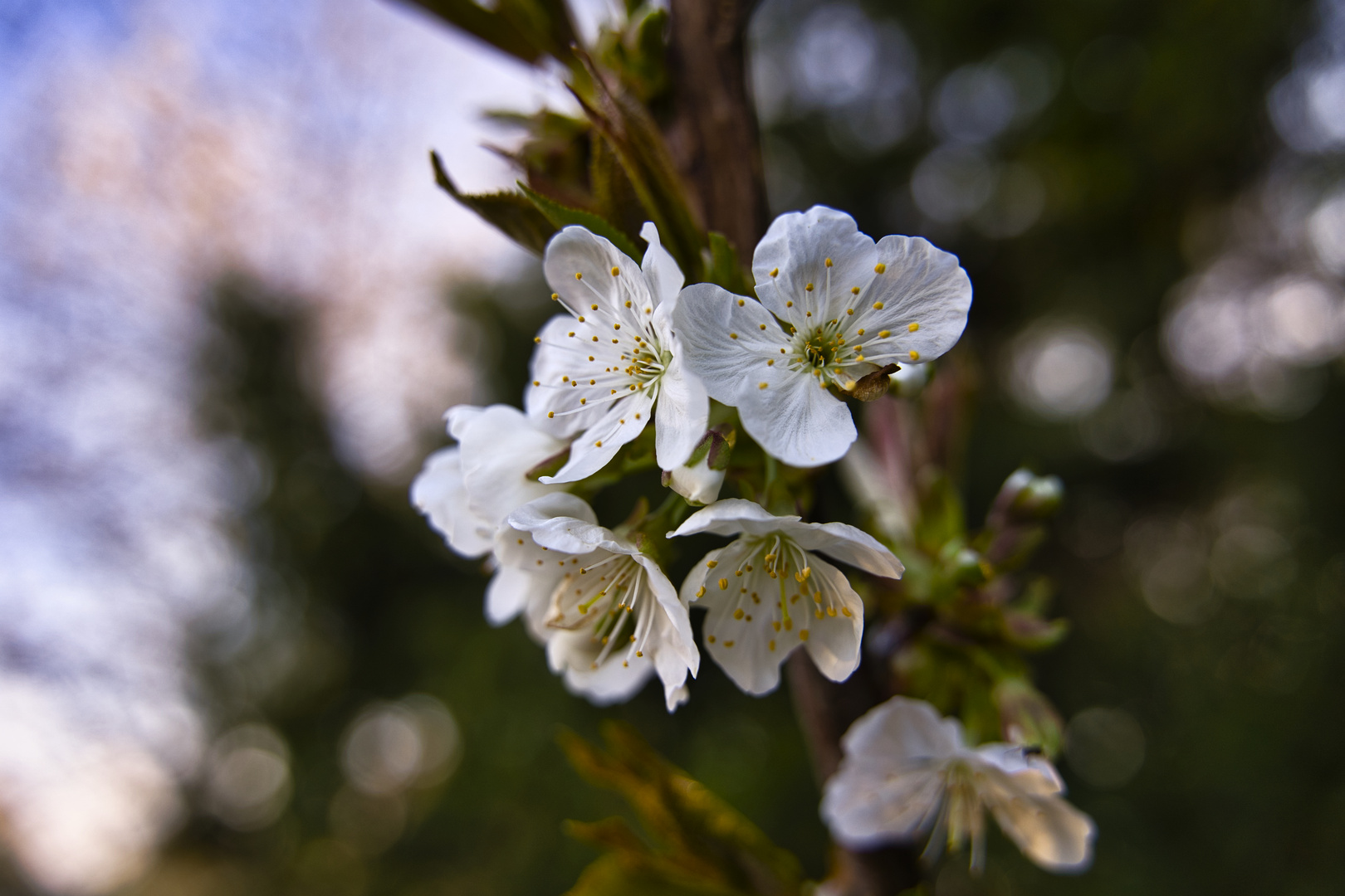 Golden Hour Flower