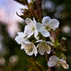 Golden Hour Flower