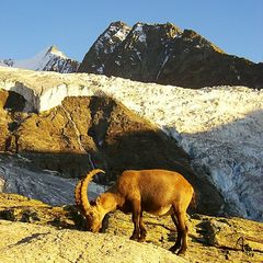 Golden Ibex