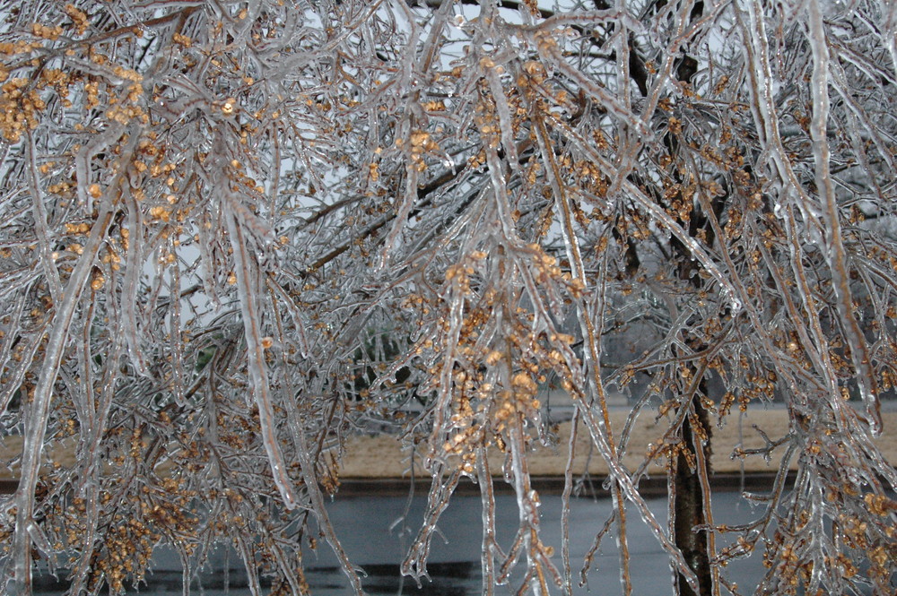 golden ice tree