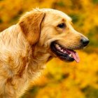 Golden im Herbst