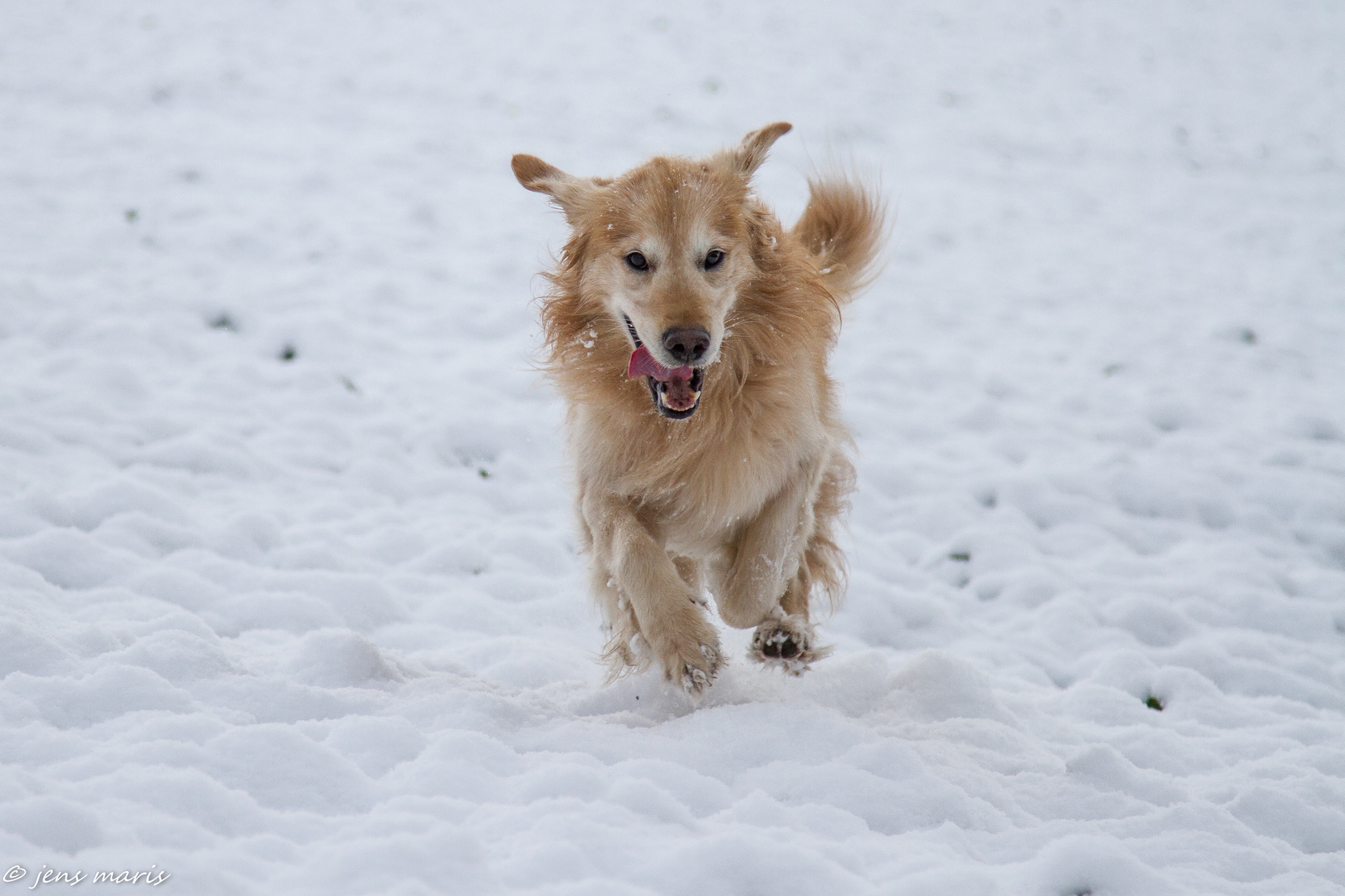 Golden im Schnee