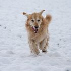 Golden im Schnee